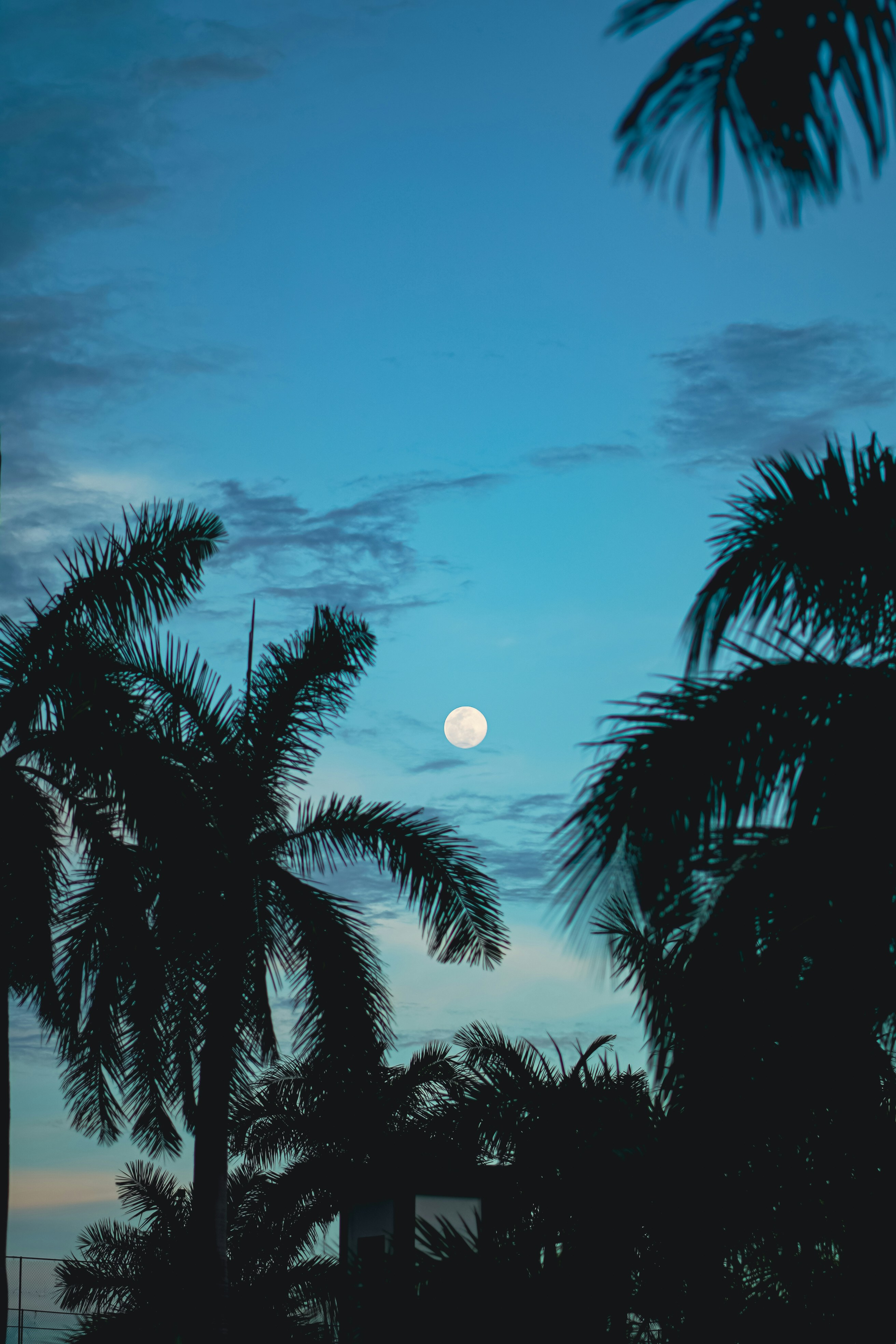 Palm trees and moon over Playa del Carmen at night